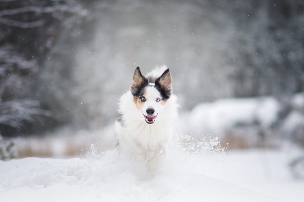 Hundfotografering, Hundfotograf i Stockholm