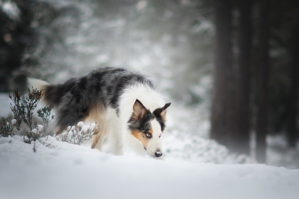 hundfotograf, hundfotografering i stockholm, vinterbilder