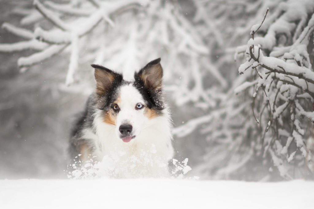 Hundfotograf, Hundfotografering, Vinterbilder