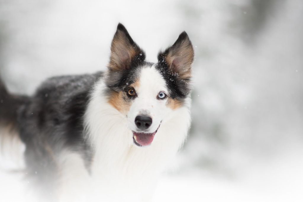 Hundfotograf i Stockholm, Hundfotografering i Stockholm, Vinterbilder,