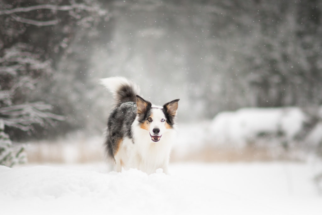 Hundfotograf, hundfotografering, vinterbilder