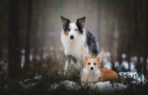 Hundfotograf, Hundfotografering, Hundporträtt