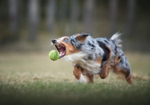 Hundfotograf, Hundfotografering, Actionfotografering