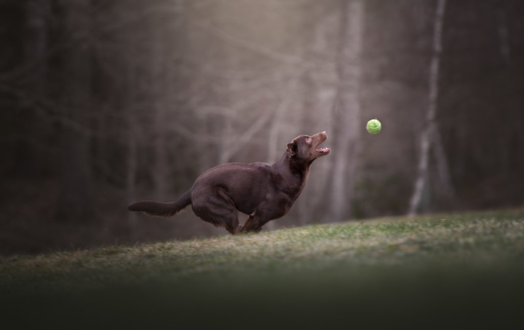 hundfotograf, hundfotografering, actionfoto