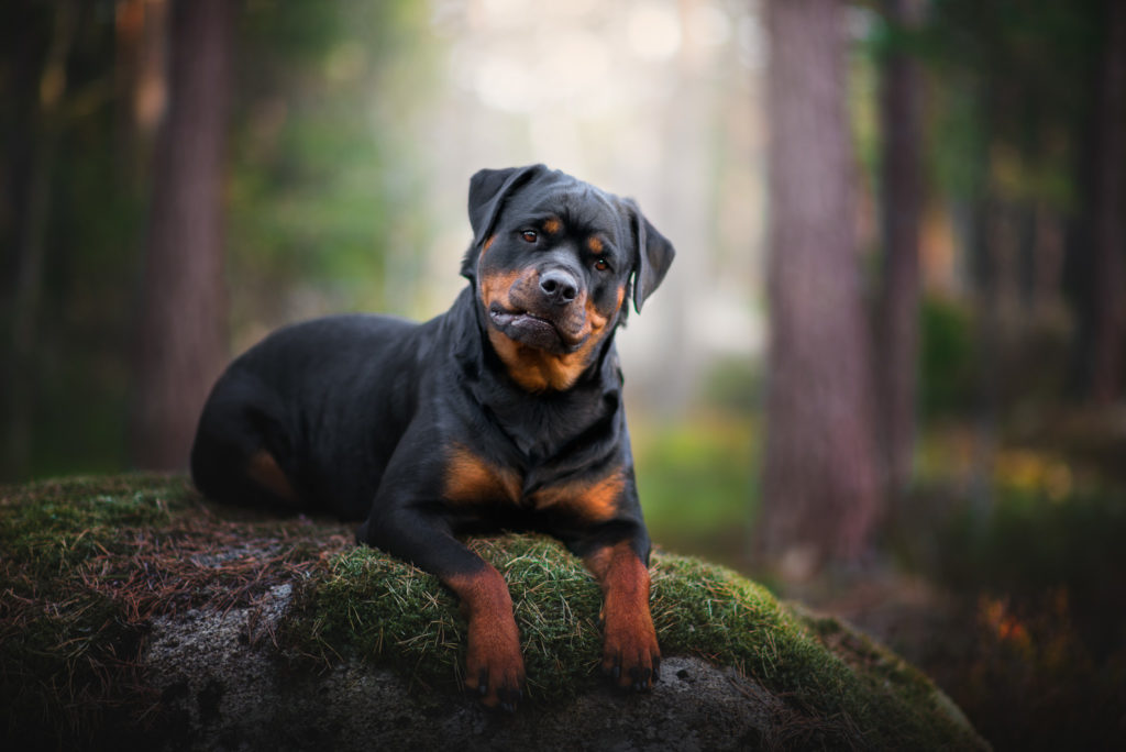 hundfotograf, hundfotografering, hundporträtt