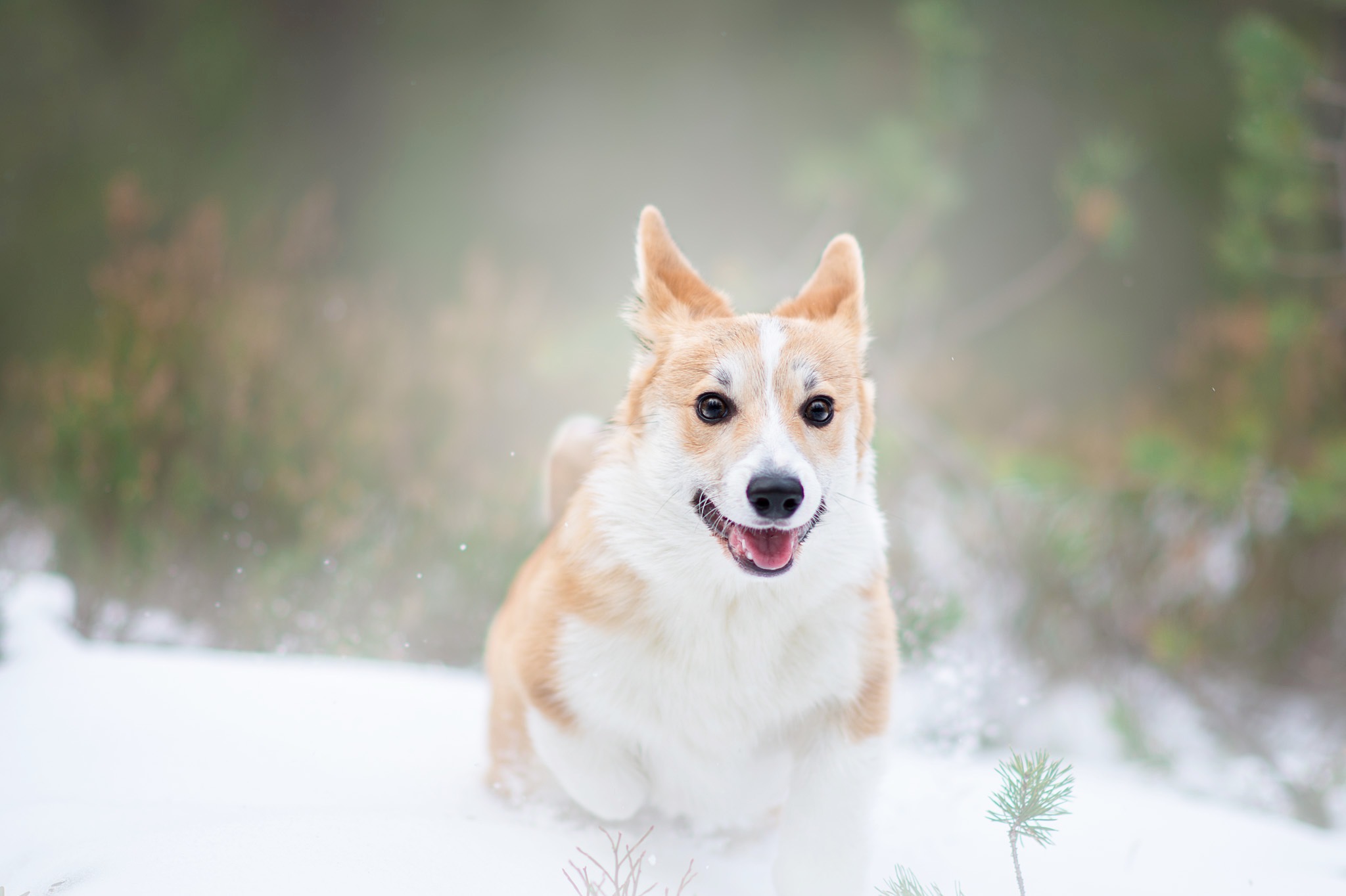 Hundfotograf, Hundfoto, Hundfotografering