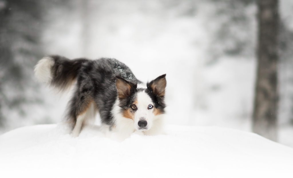 Hundfotograf, Hundfotograf i Stockholm