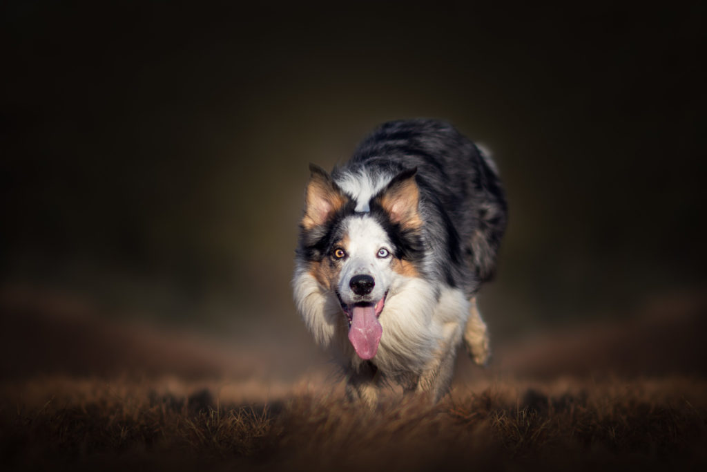 Hundfotograf, Hundfotografering, Hundfoto