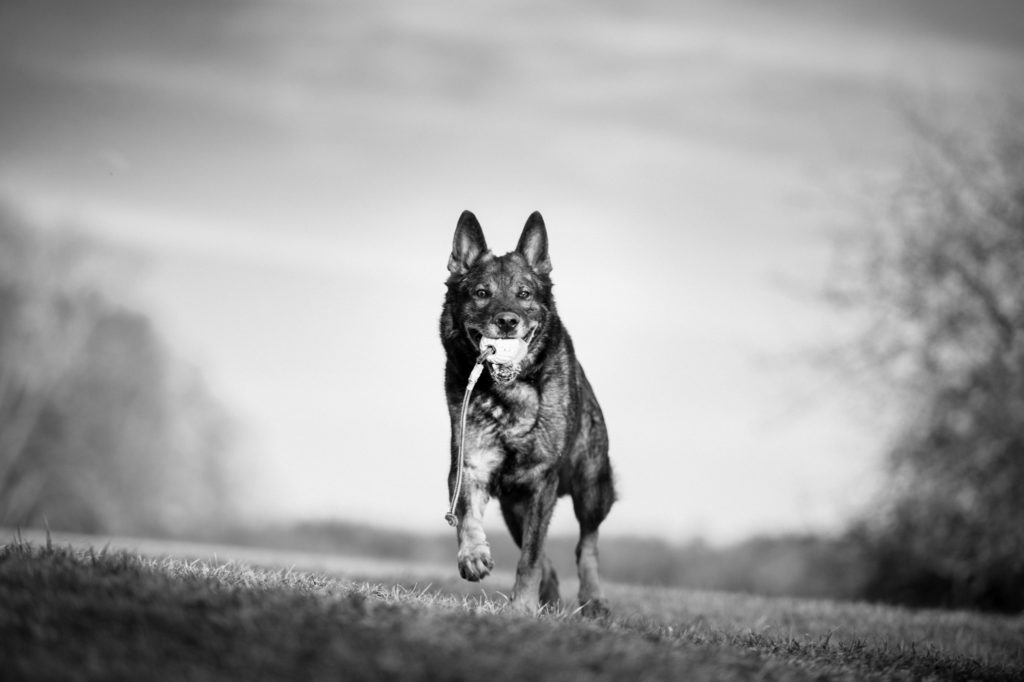 hundfotograf i stockholm, svartvitt hundfoto