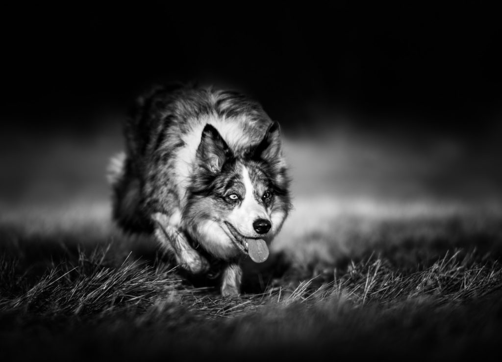 hundfotograf, hundfotografering, hundfoto svartvitt