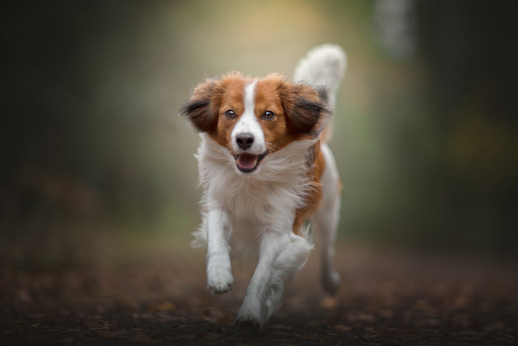 hundfotograf, hundfotografering, actionbild hund