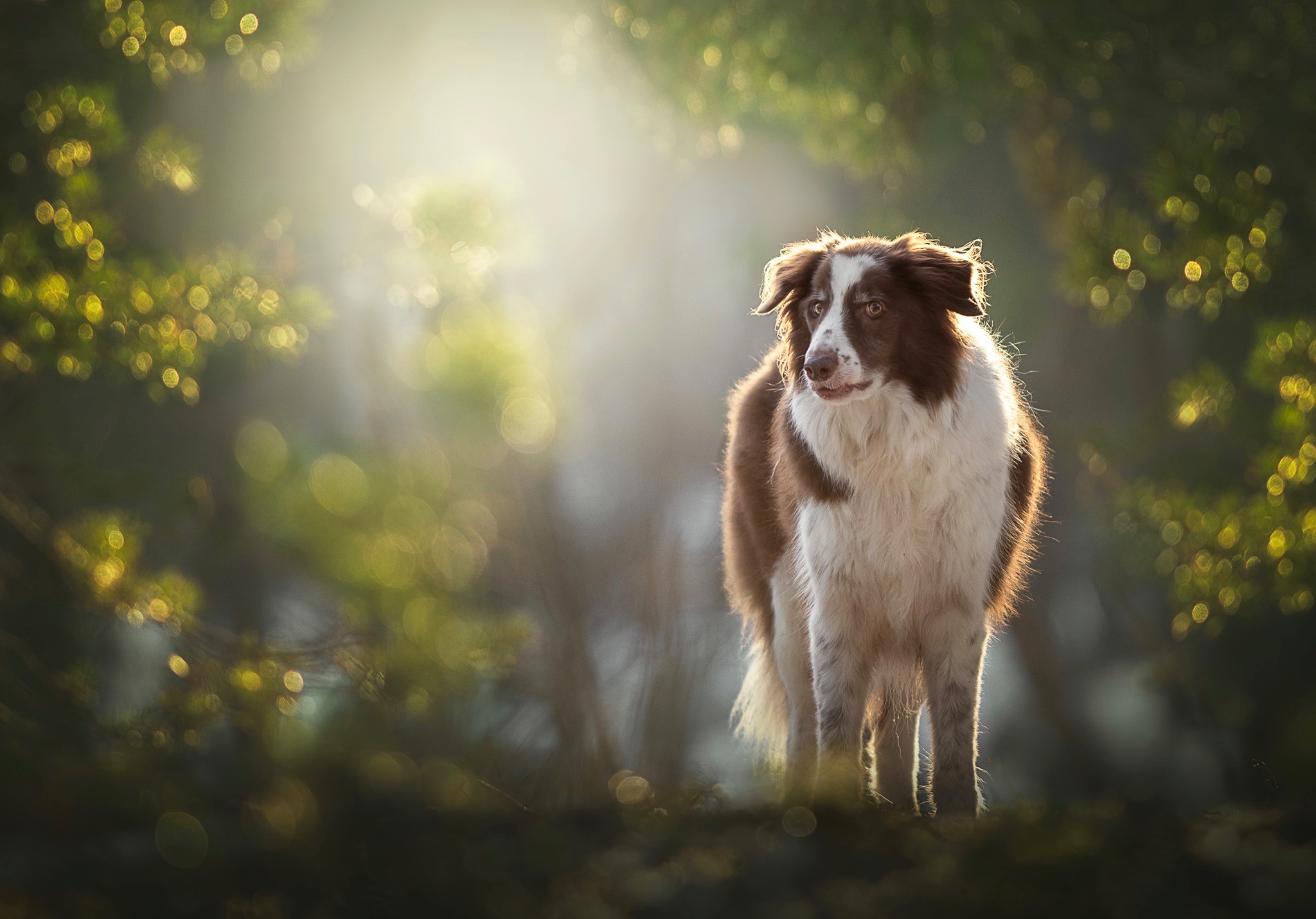 Hundfotograf, Hundfotografering, Hundfotografering vår
