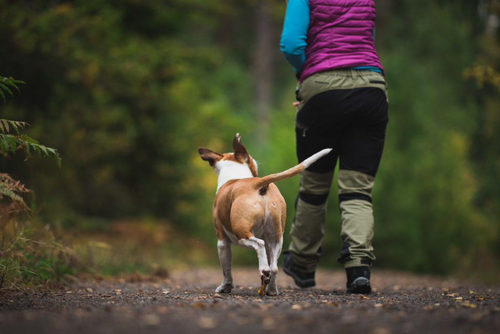 Hundfotograf i Stockholm, Hundfotografering