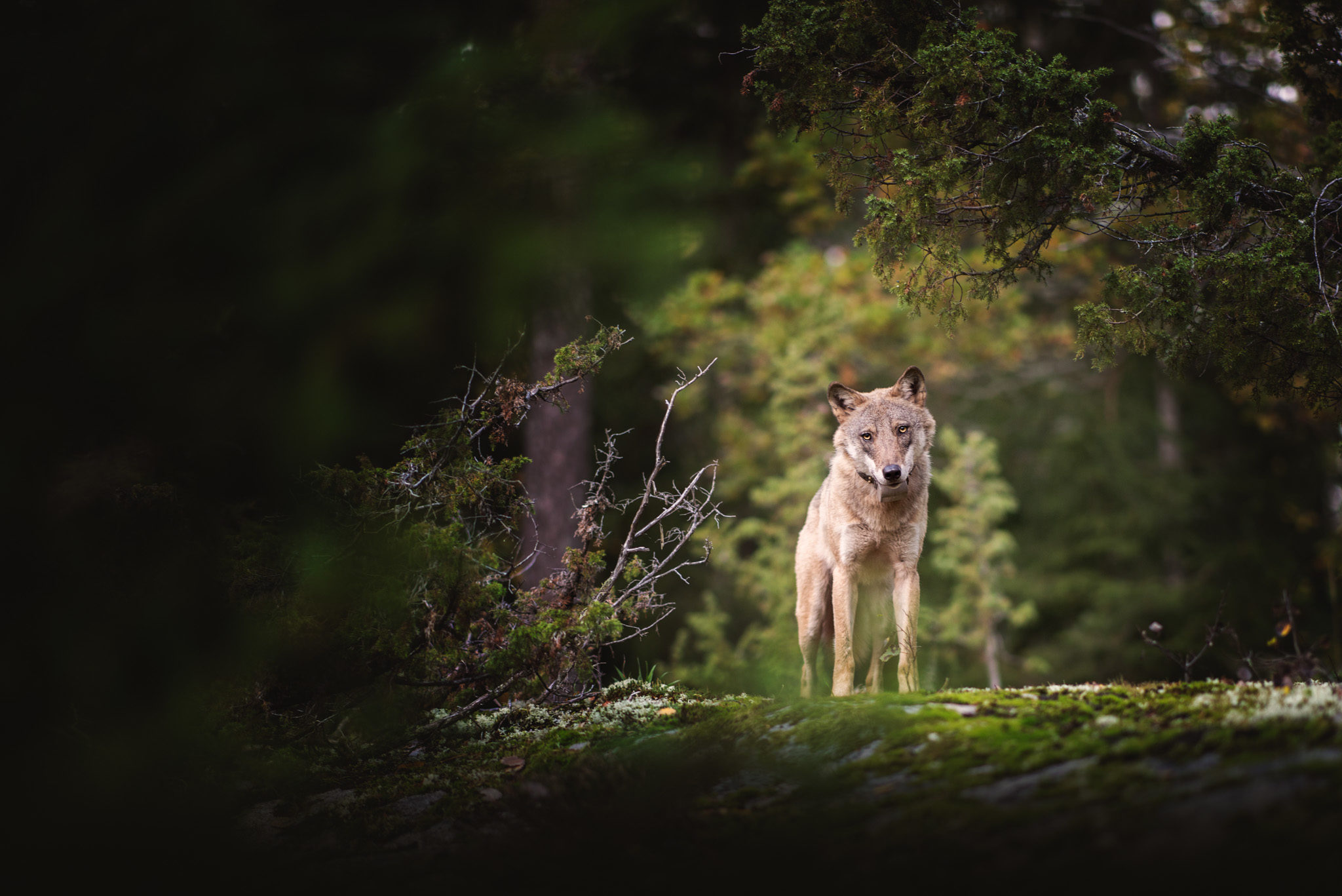 Södertörnsvargen, Hundfotograf, Djurfotograf