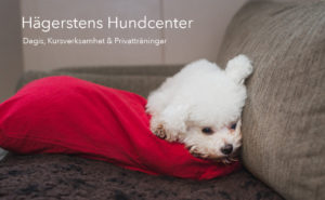 Hundföretagsfoto, Hundföretag, Företagsfotografering, Hundfotograf