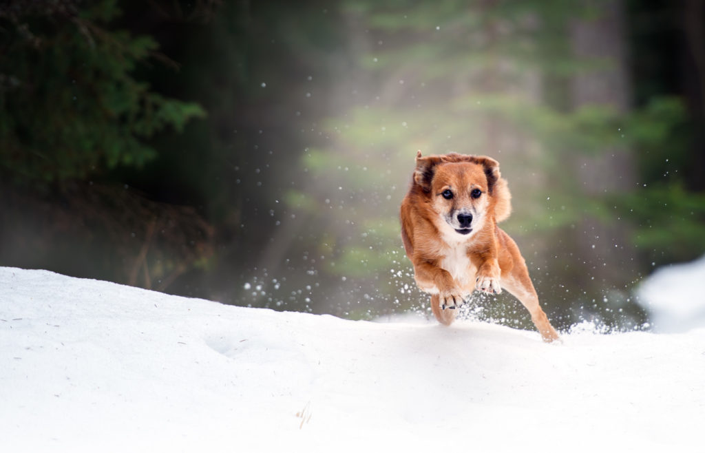 Hundfotograf Stockholm, Actionbild hund, Vinterbild,