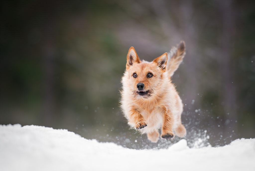 Hundfotograf Stockholm