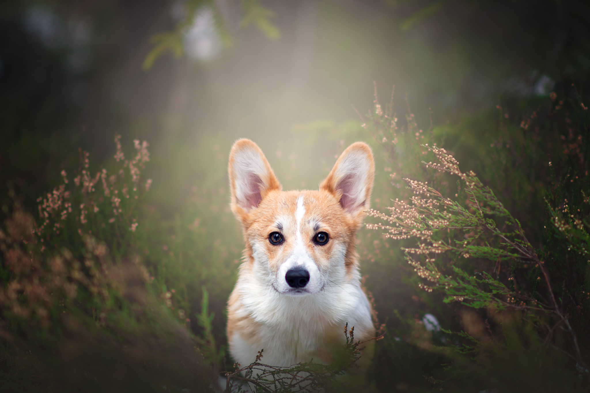 Hundfotograf Stockholm, Hundfotografering Stockholm